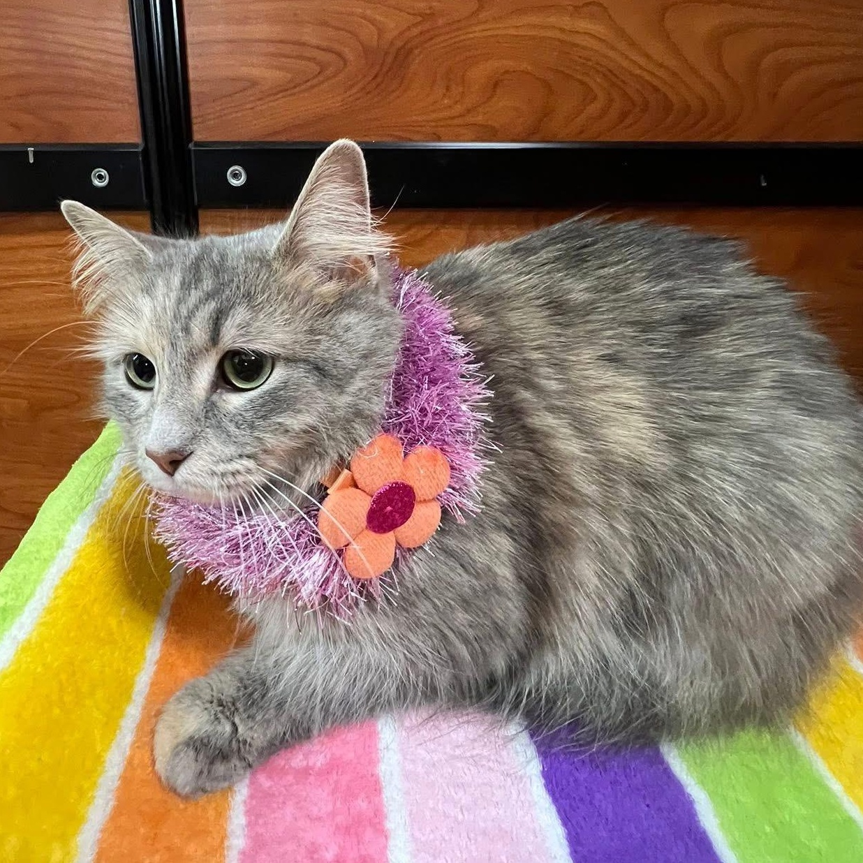 Enlarge Tali, an adopted Dilute Tortoiseshell in Memphis, TN image 5/5