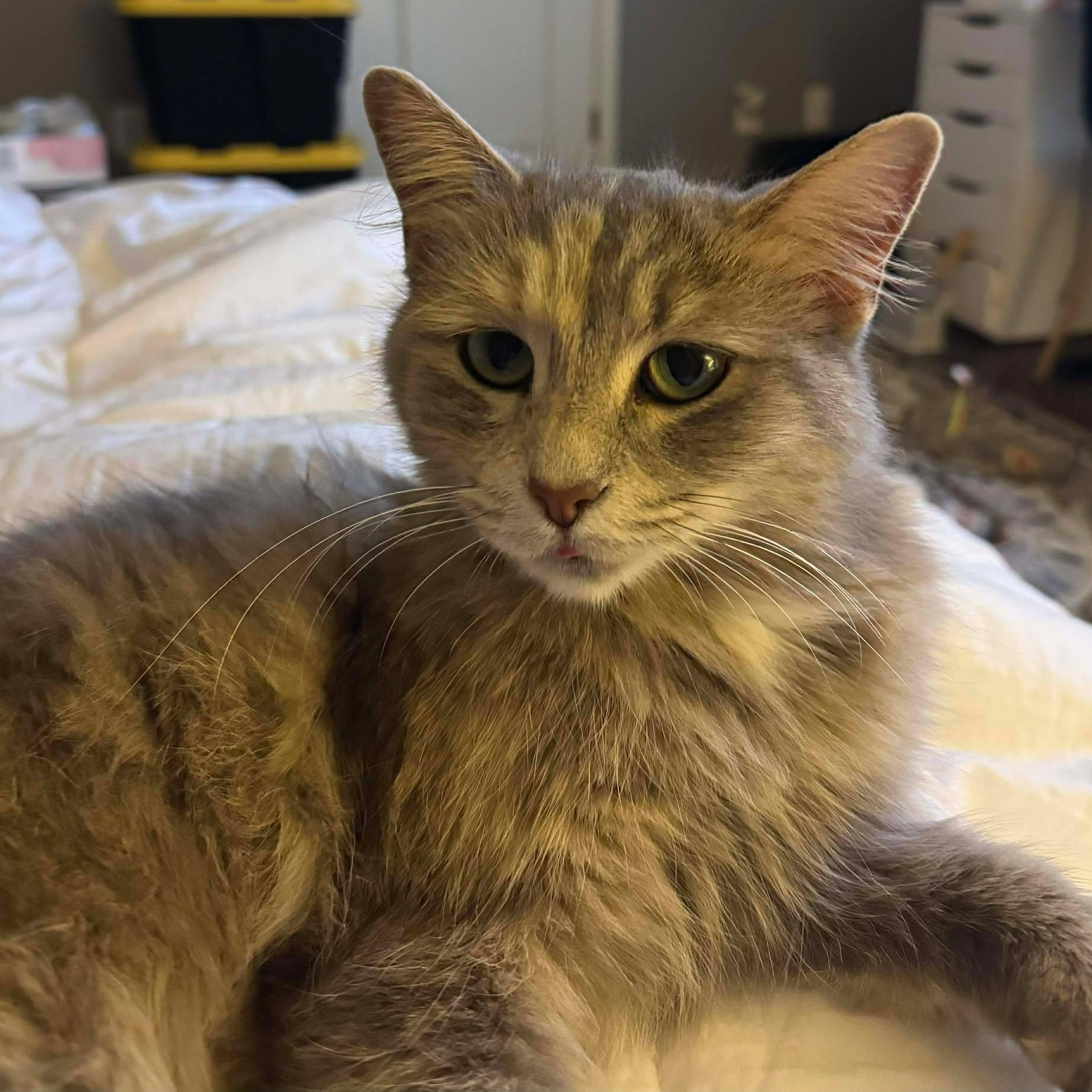 Enlarge Tali, an adopted Dilute Tortoiseshell in Memphis, TN image 3/5