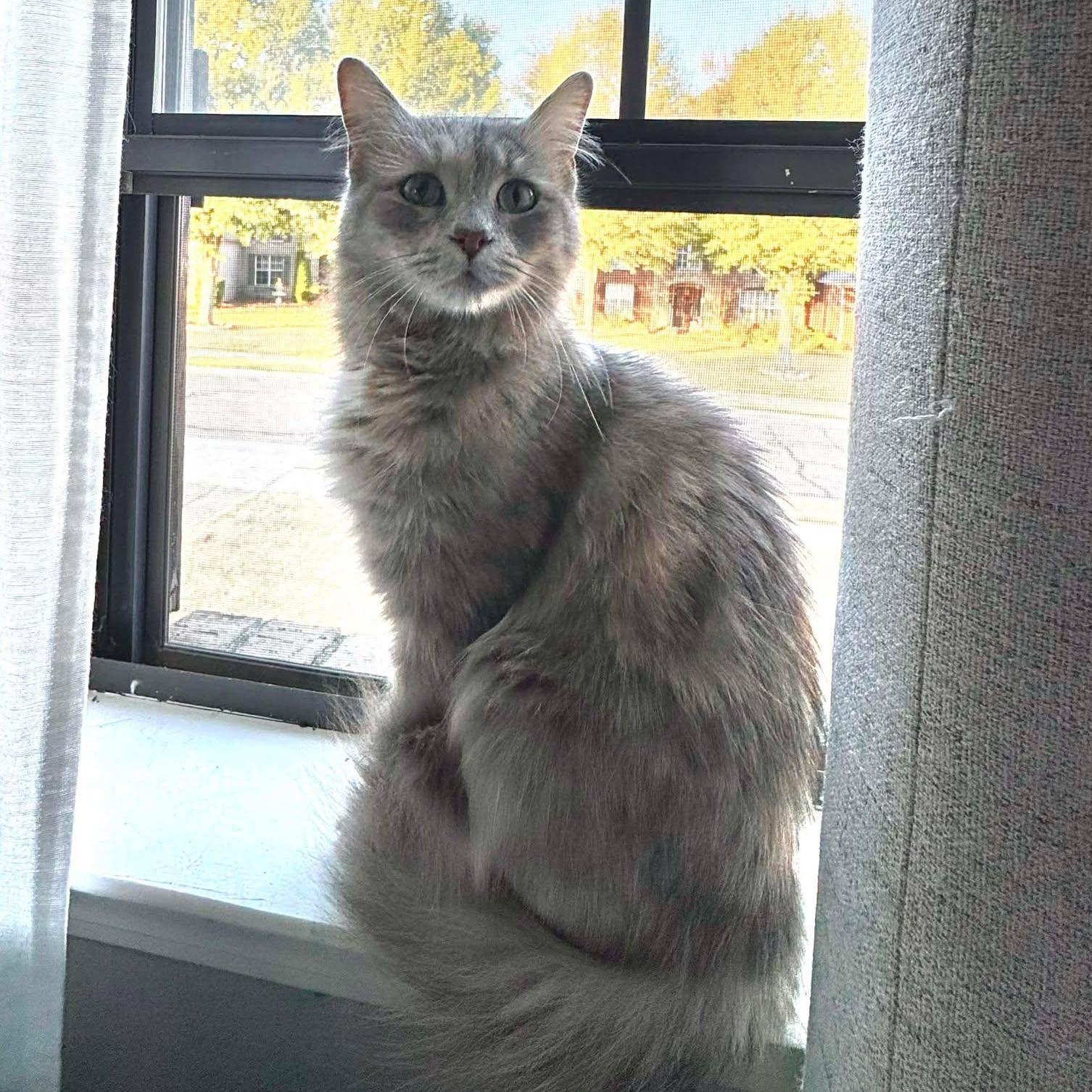 Enlarge Tali, an adopted Dilute Tortoiseshell in Memphis, TN image 4/5