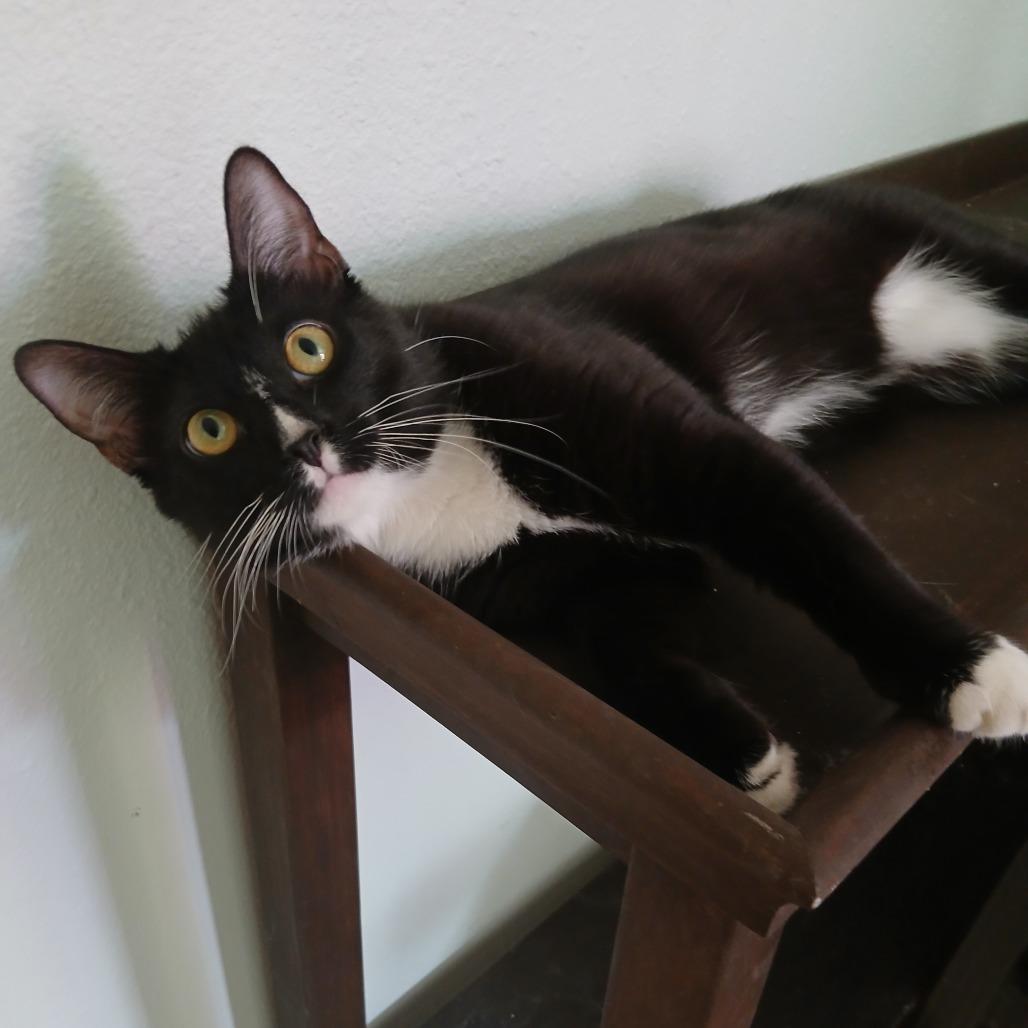 Enlarge Charlie, a Adoptable Domestic Short Hair in Garden Grove, CA image 1/3