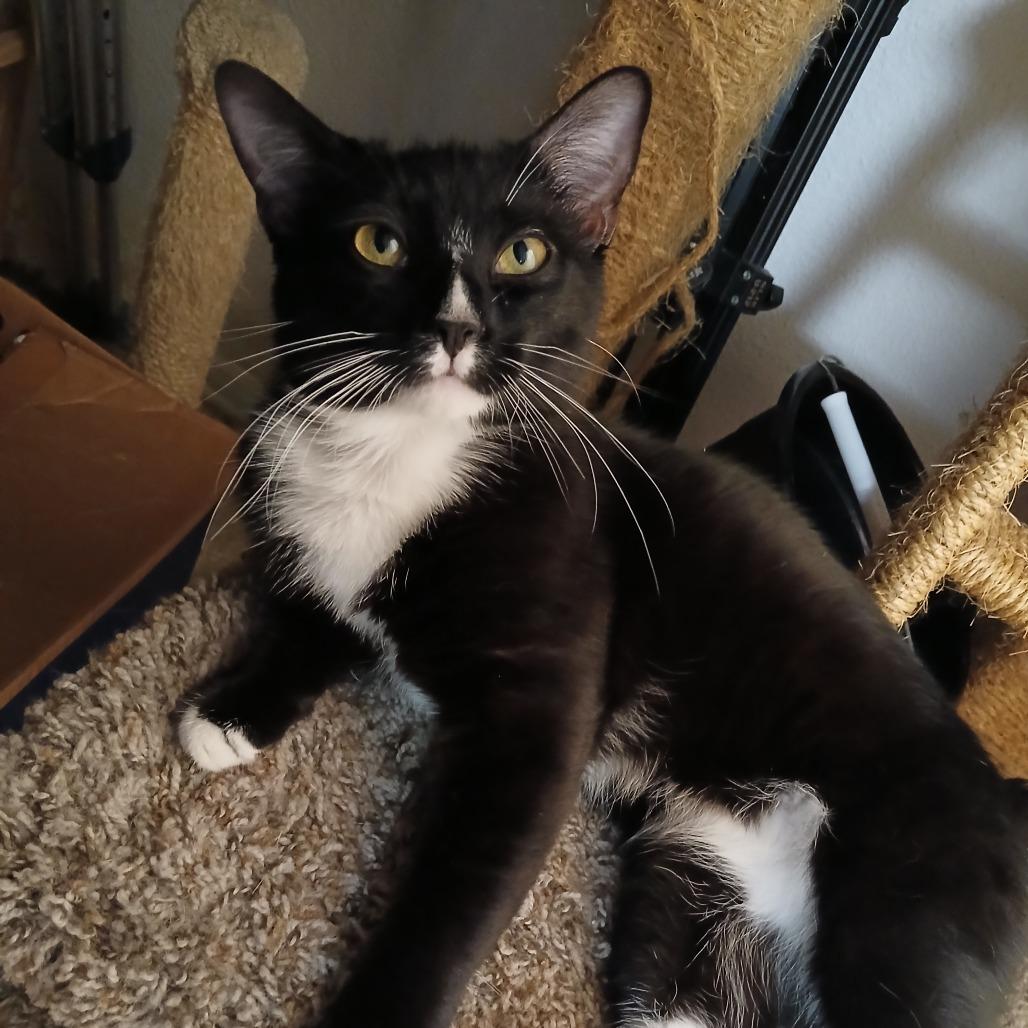 Enlarge Charlie, a Adoptable Domestic Short Hair in Garden Grove, CA image 2/3