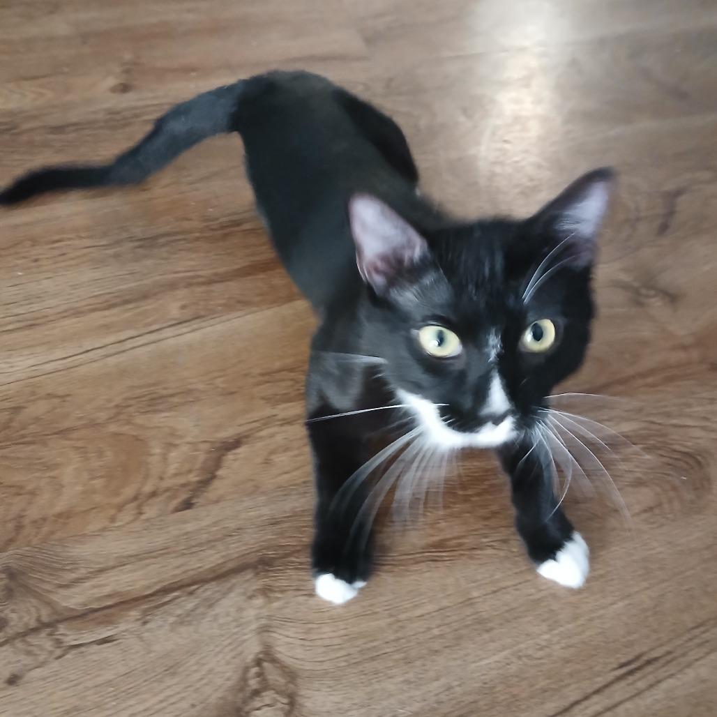 Enlarge Charlie, a Adoptable Domestic Short Hair in Garden Grove, CA image 3/3