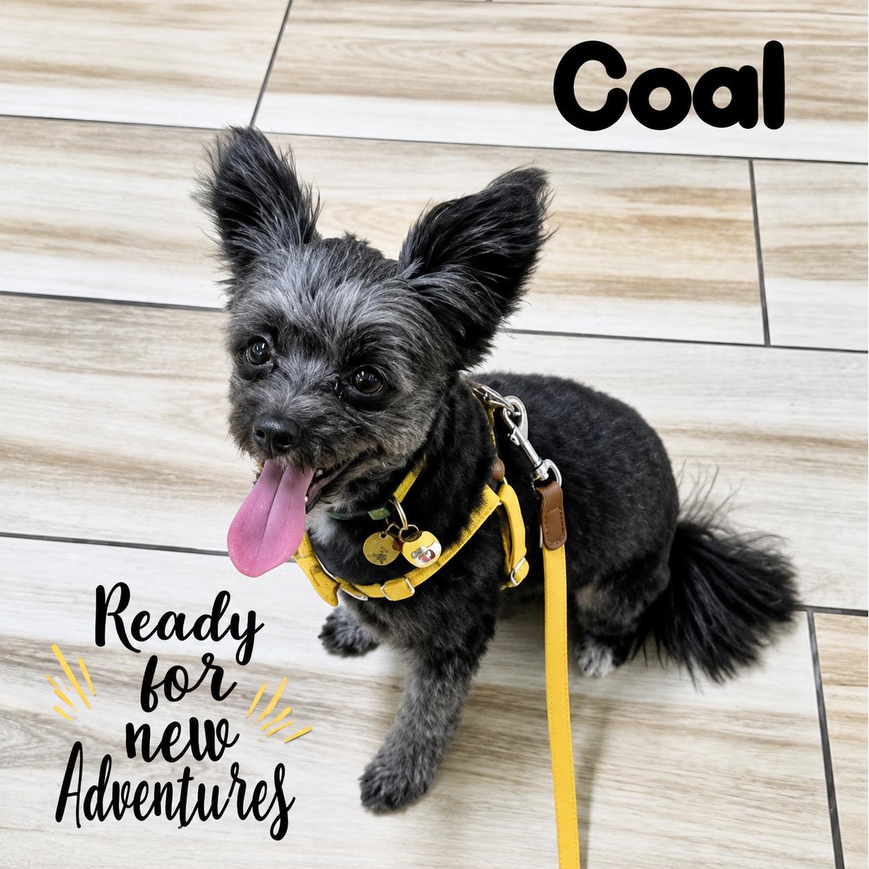 Coal, a Adoptable mixed breed in Palm Coast, FL image 2/2