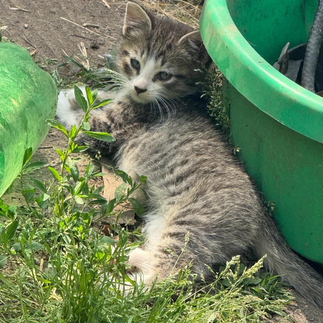 Habanero, Adoptable, Kitten Male Domestic Short Hair.