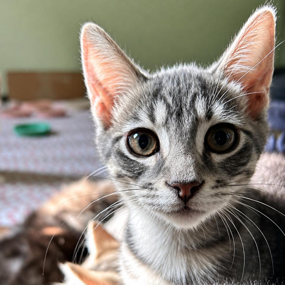 Ghost, Adoptable, Kitten Male Domestic Medium Hair.