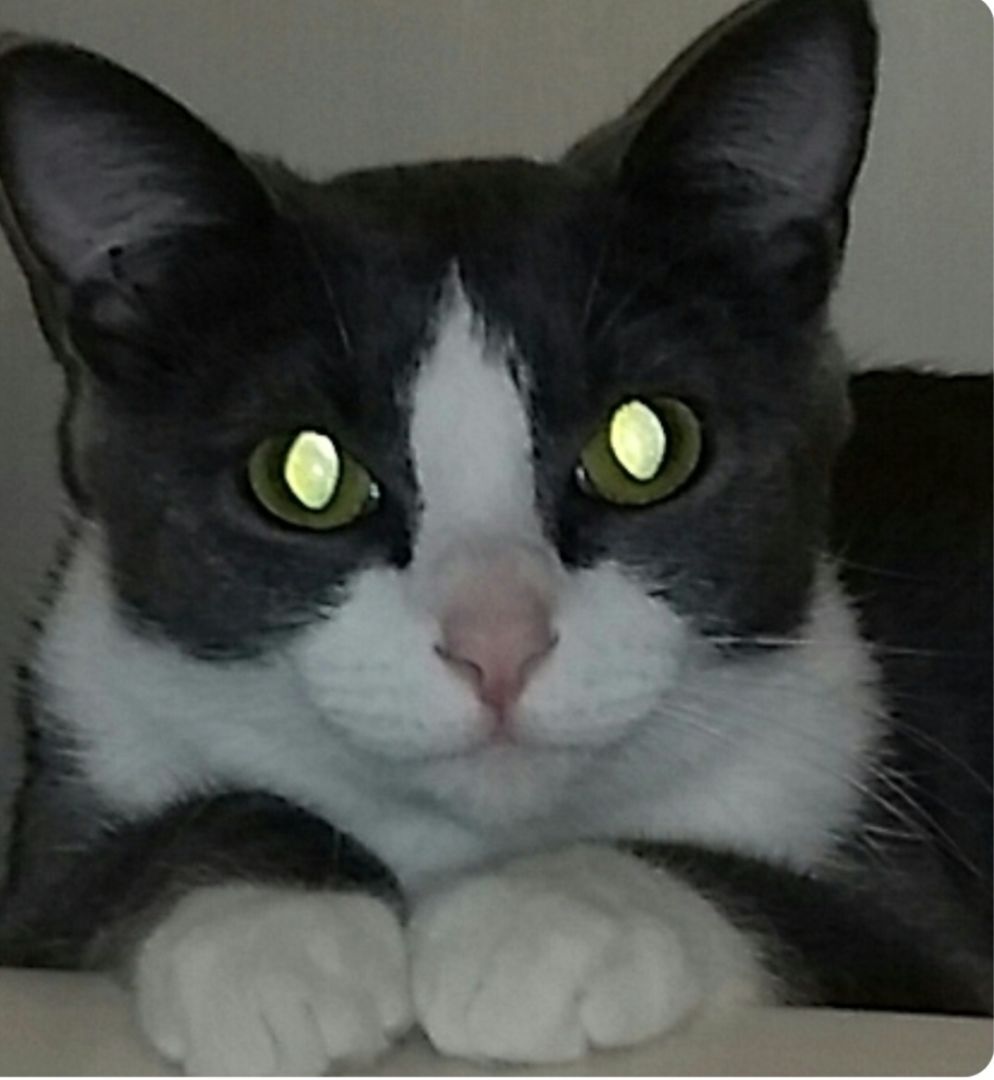JOSIE photo 1