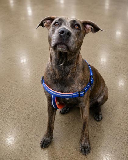 Zae, a ADOPTABLE mixed breed in Inverness, FL image 1/3