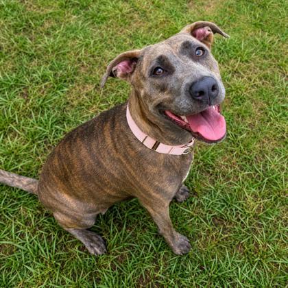 Zae, a ADOPTABLE mixed breed in Inverness, FL image 3/3