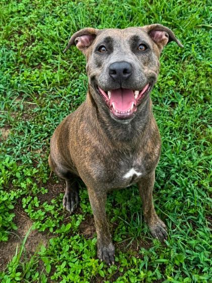 Zae, a ADOPTABLE mixed breed in Inverness, FL image 2/3