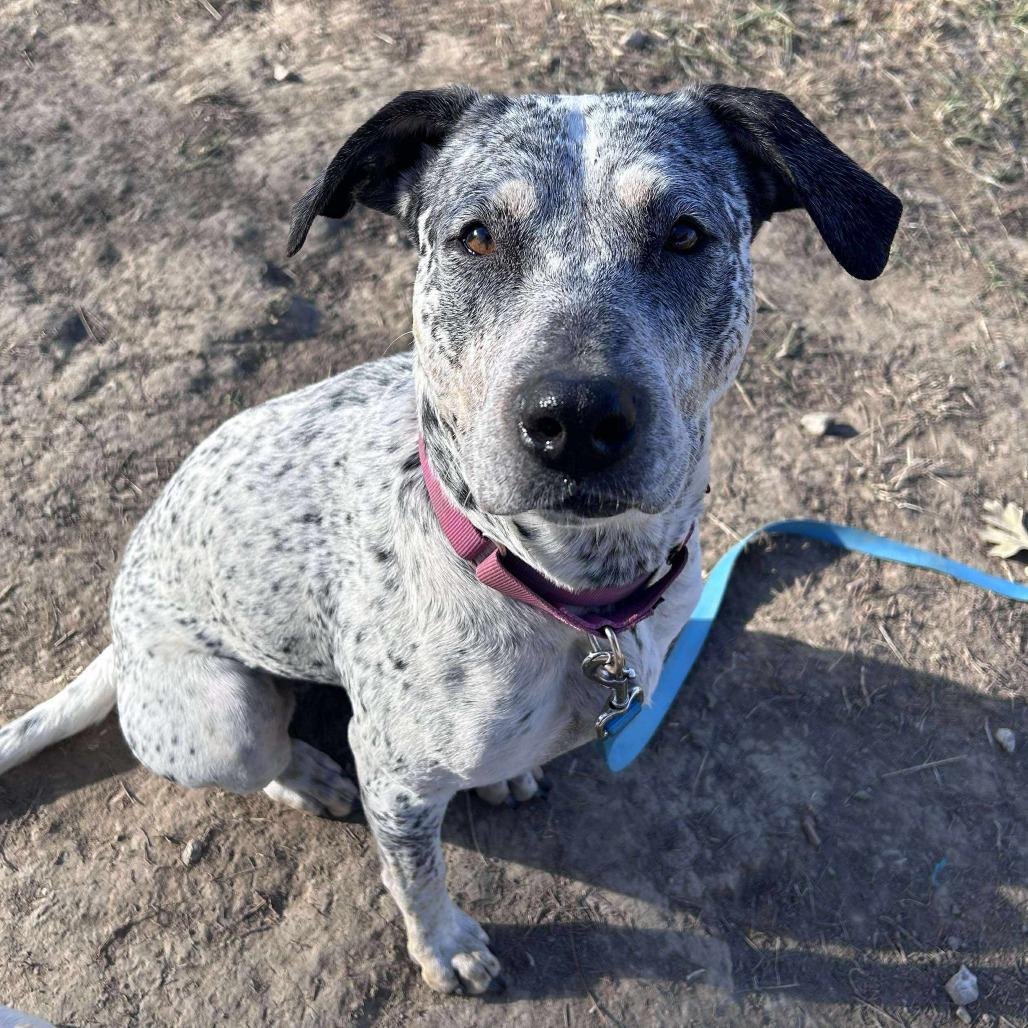 Enlarge NaNa, a Adoptable mixed breed in Spring Hill, KS image 1/3