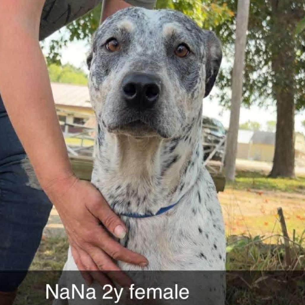 Enlarge NaNa, a Adoptable mixed breed in Spring Hill, KS image 2/3