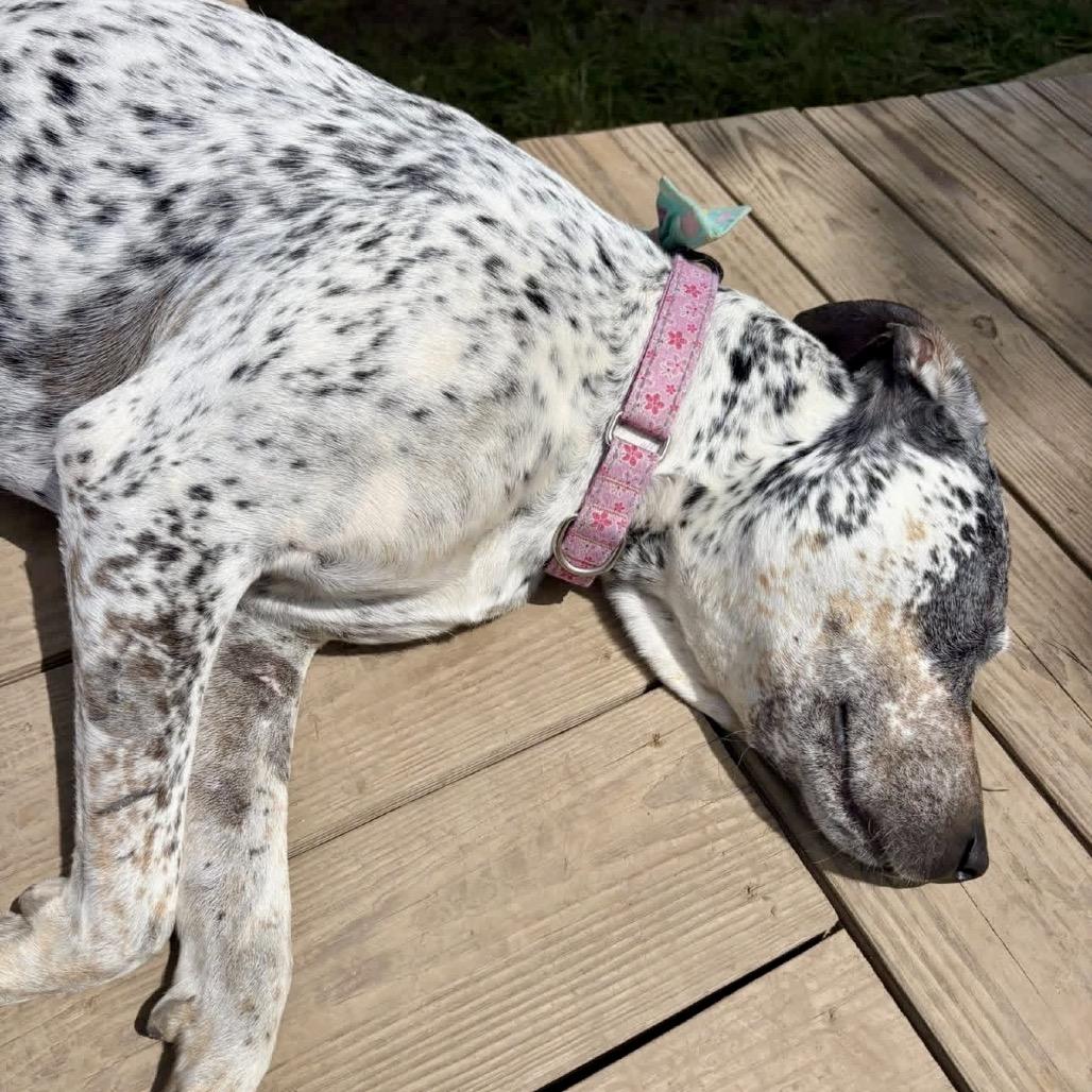 Enlarge NaNa, a Adoptable mixed breed in Spring Hill, KS image 3/6