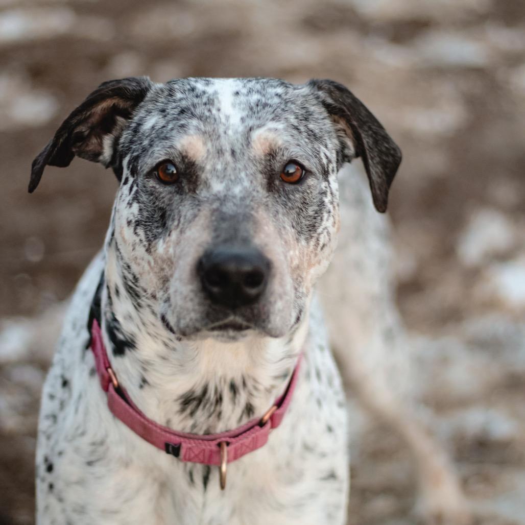 Enlarge NaNa, a Adoptable mixed breed in Spring Hill, KS image 4/6