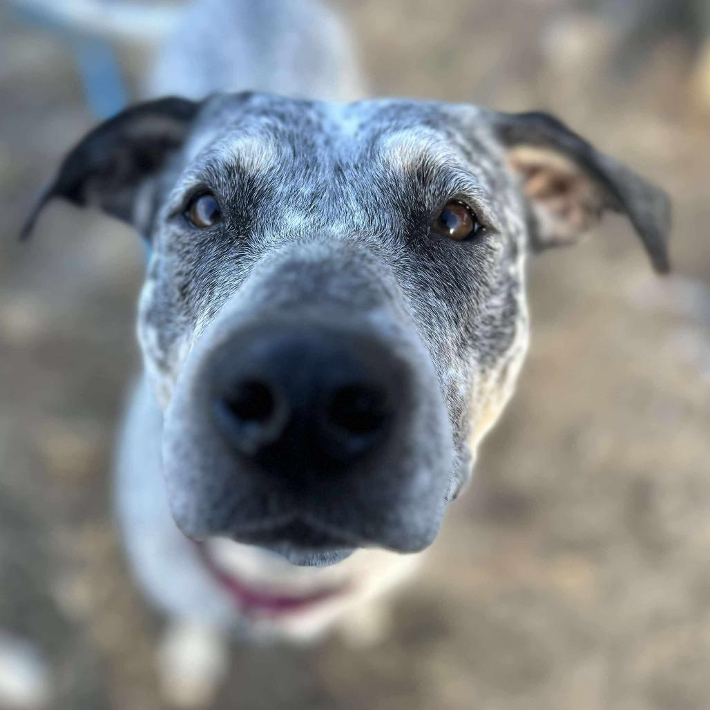 Enlarge NaNa, a Adoptable mixed breed in Spring Hill, KS image 3/3