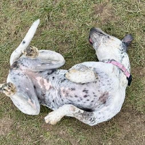 Enlarge NaNa, a Adoptable mixed breed in Spring Hill, KS image 6/6