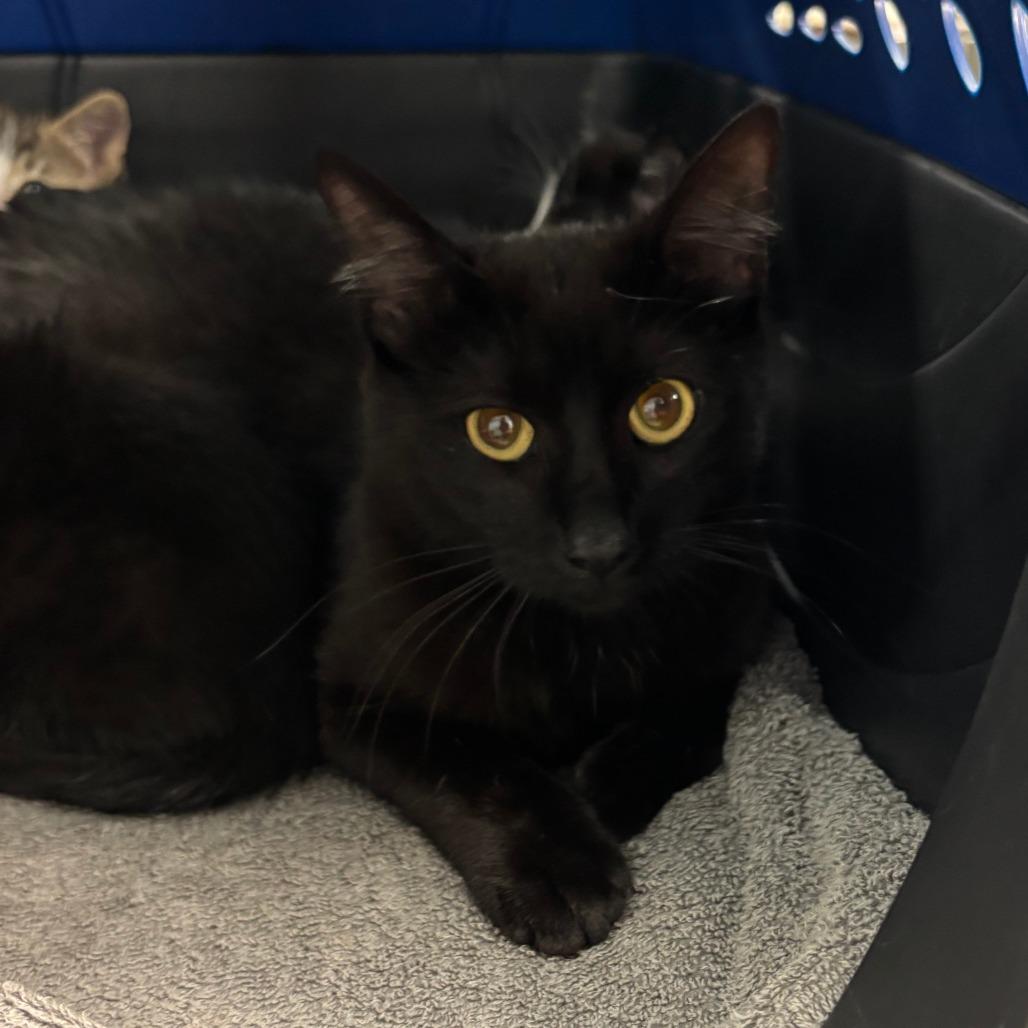 Enlarge Natalie Nunn, a Adoptable Domestic Short Hair in Manhattan, KS image 1/1