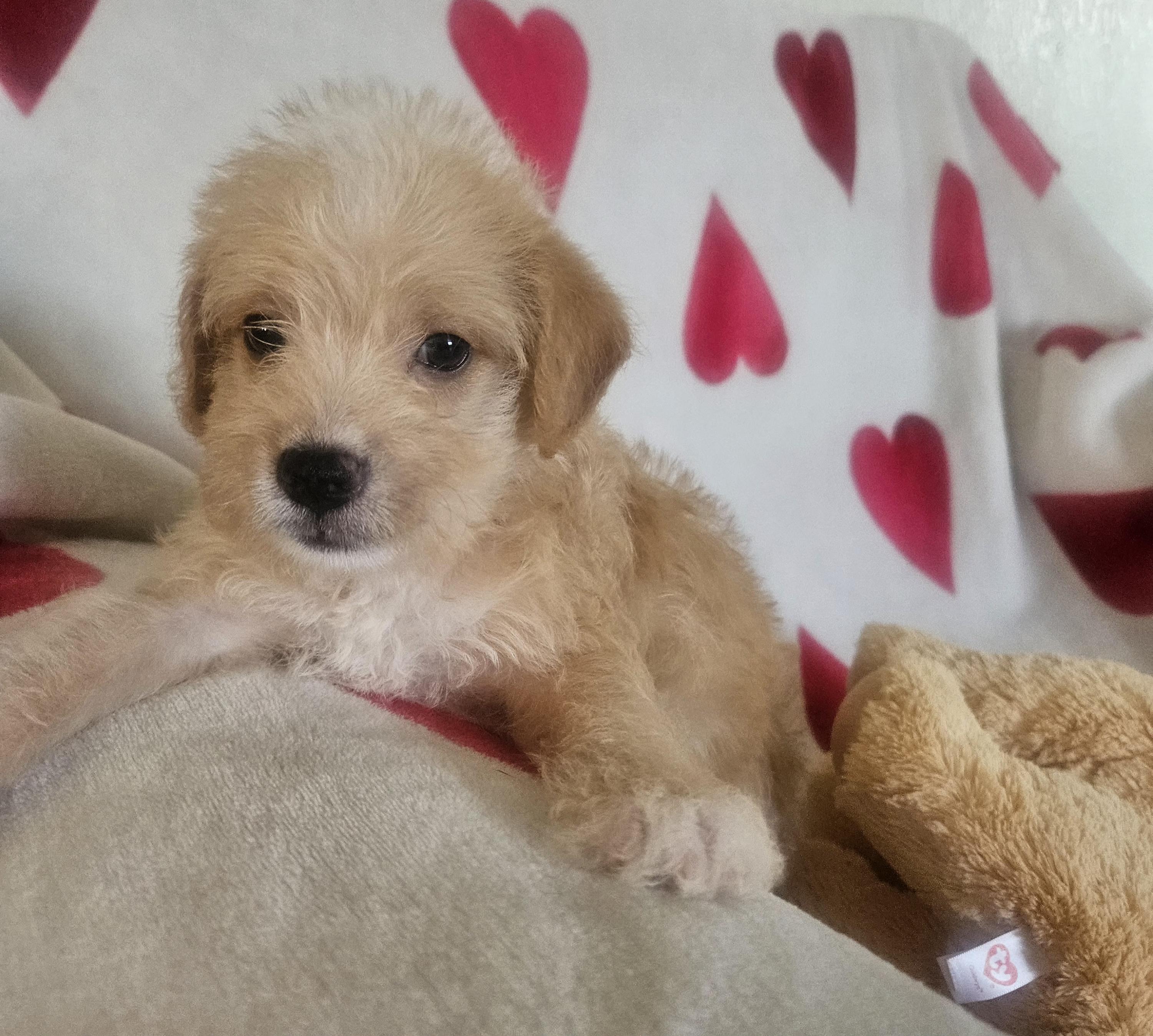 Motty Maltipoo Dog