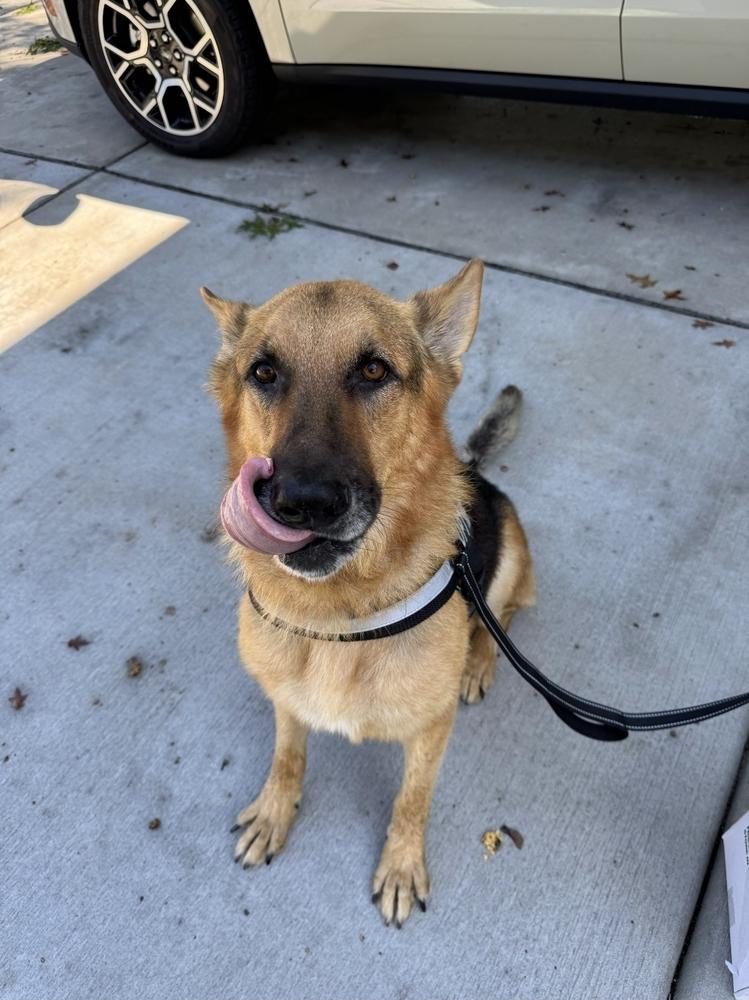 SJ, Adoptable, Senior Male German Shepherd Dog.
