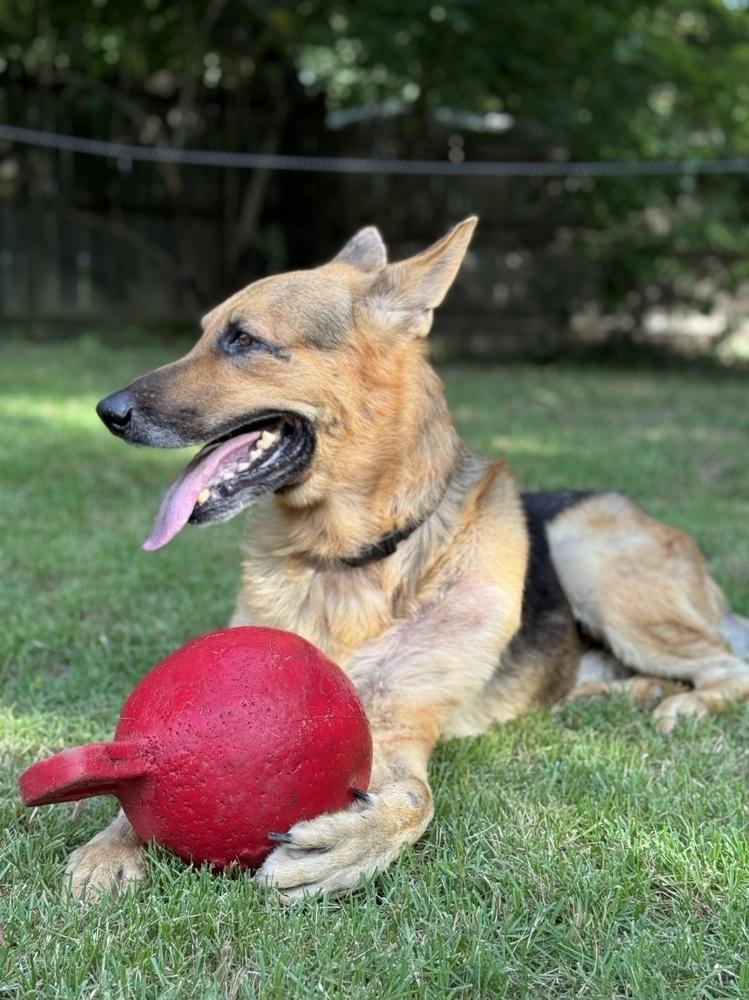 SJ, Adoptable, Senior Male German Shepherd Dog.