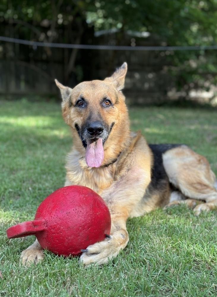 Enlarge SJ, a Adoptable German Shepherd Dog in Franklinville, NJ image 2/5
