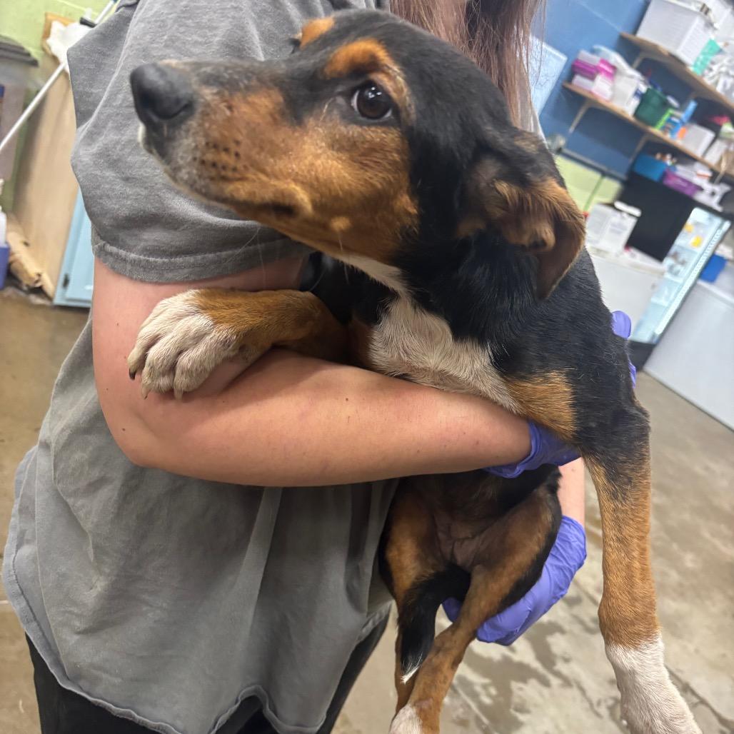 Enlarge Flannel, a Adoptable Mixed Breed in Corbin, KY image 1/3