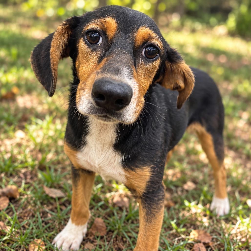 Enlarge Flannel, a Adoptable Mixed Breed in Corbin, KY image 2/3