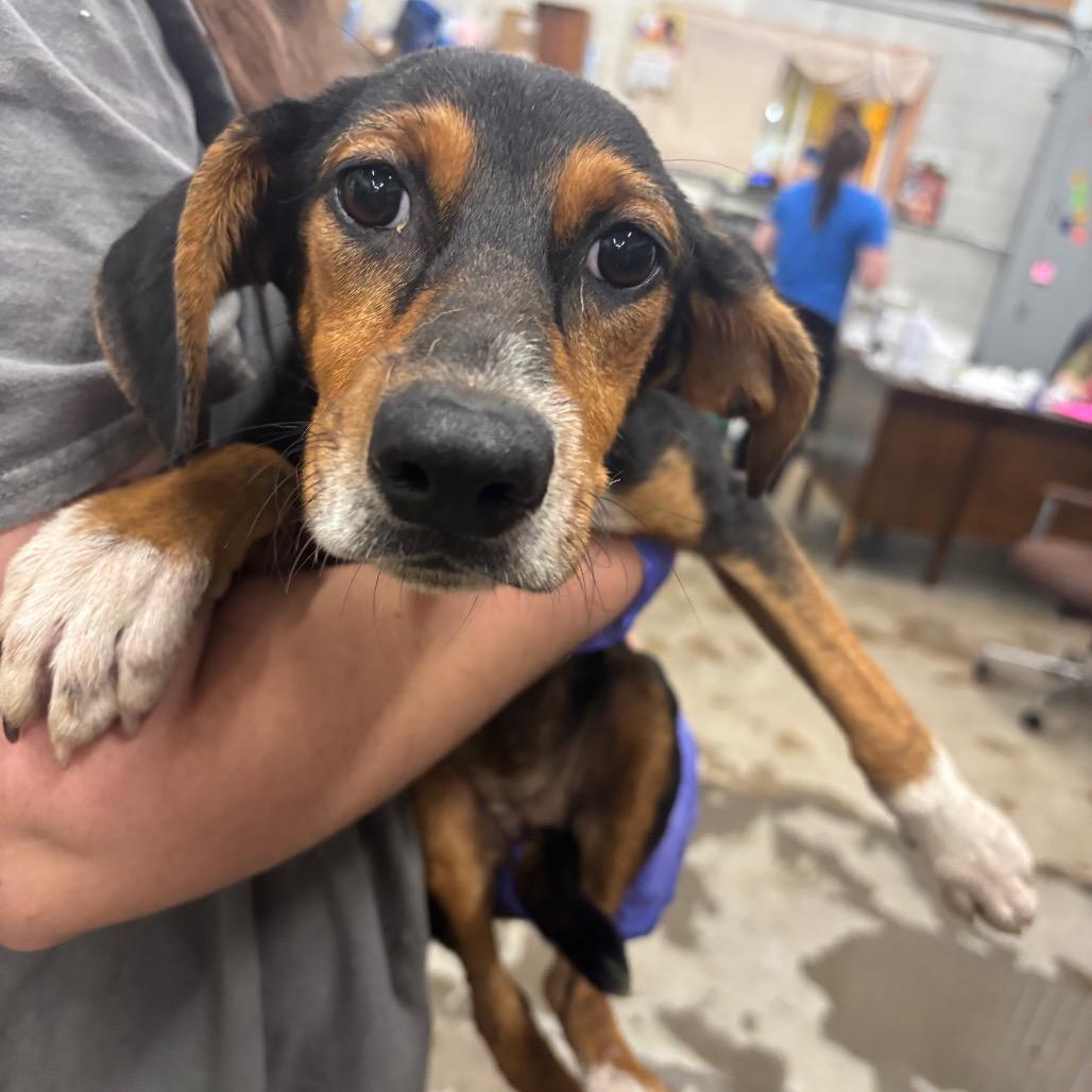 Enlarge Flannel, a Adoptable Mixed Breed in Corbin, KY image 3/3