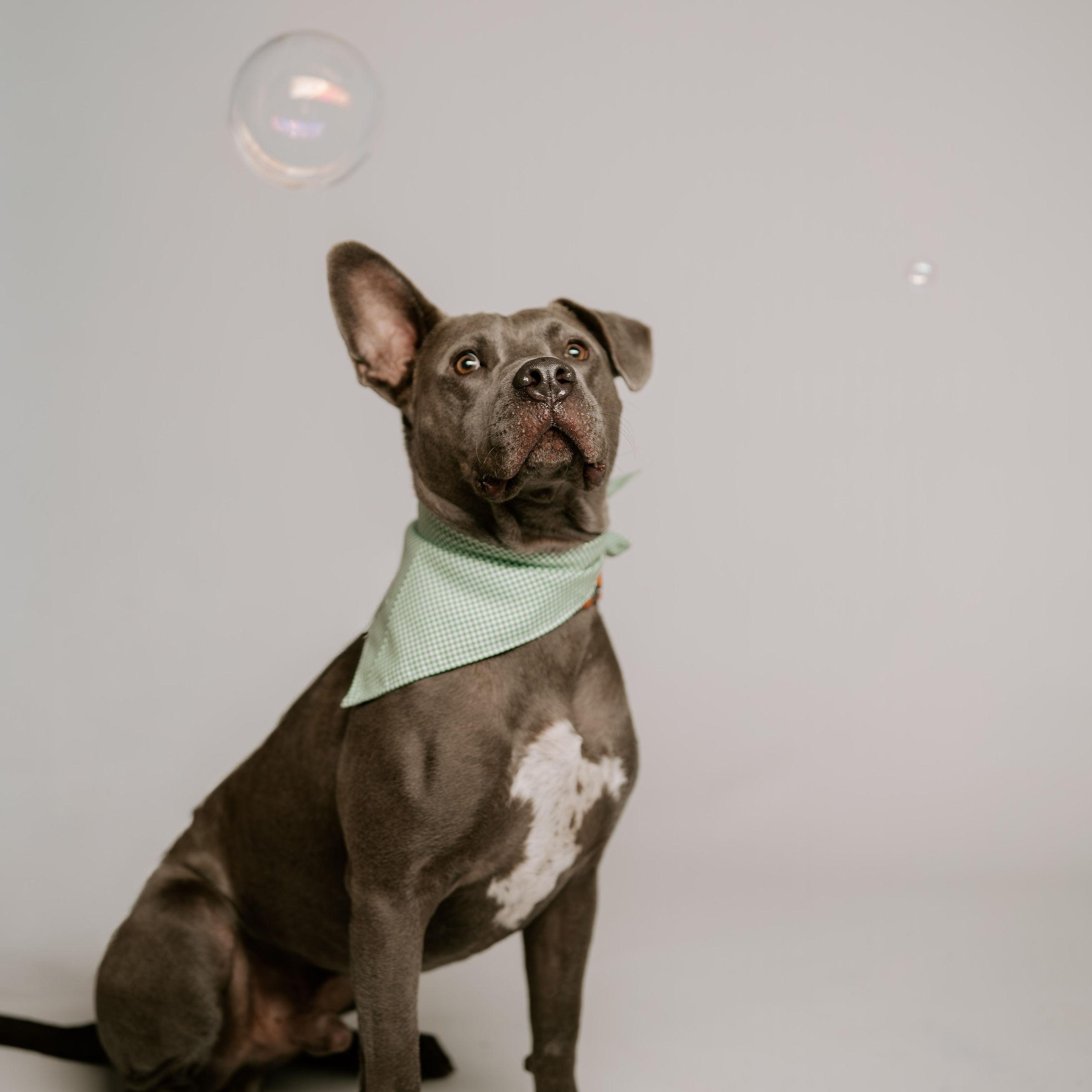 Enlarge Sawyer, a Adoptable mixed breed in North Vancouver, BC image 3/6