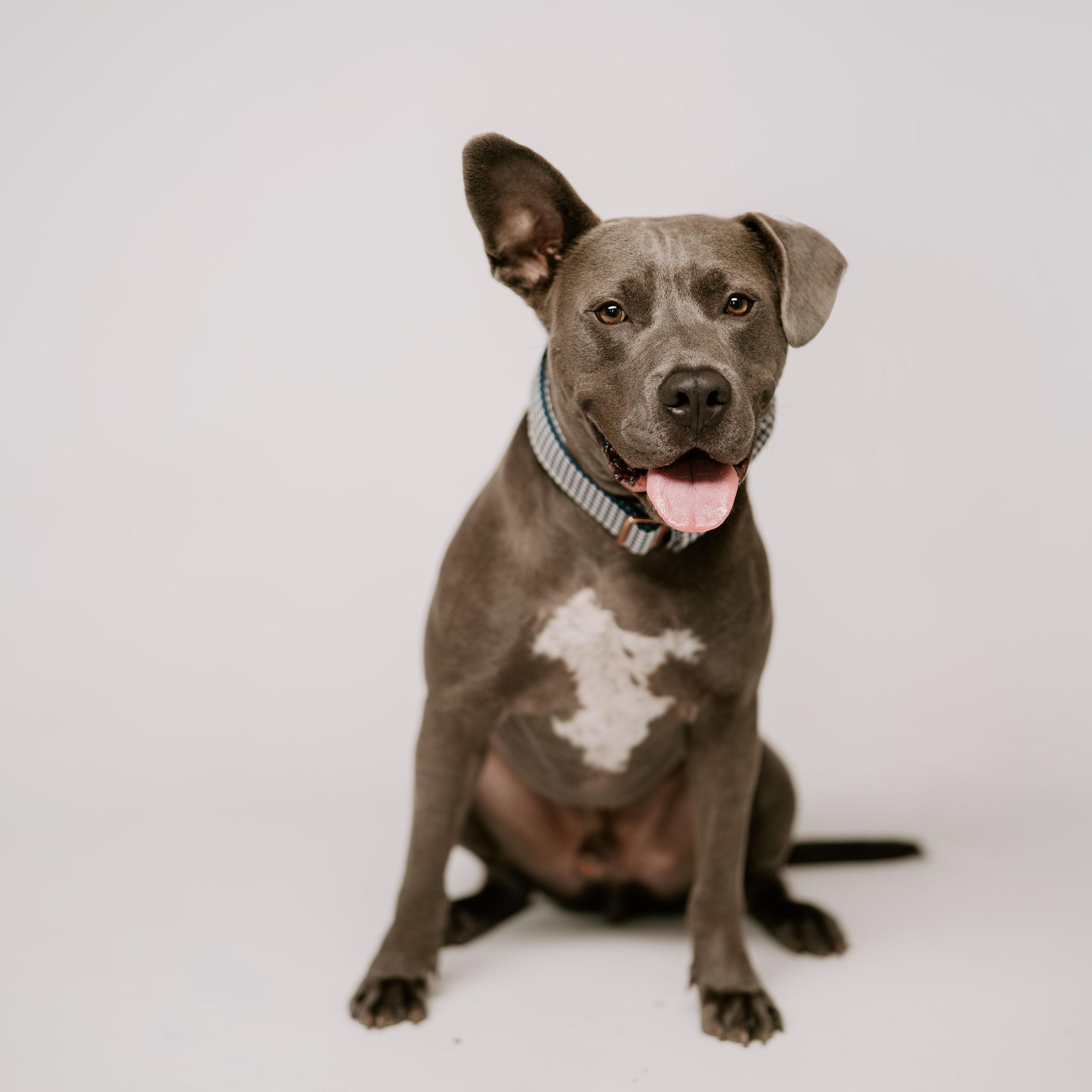 Enlarge Sawyer, a Adoptable mixed breed in North Vancouver, BC image 2/6