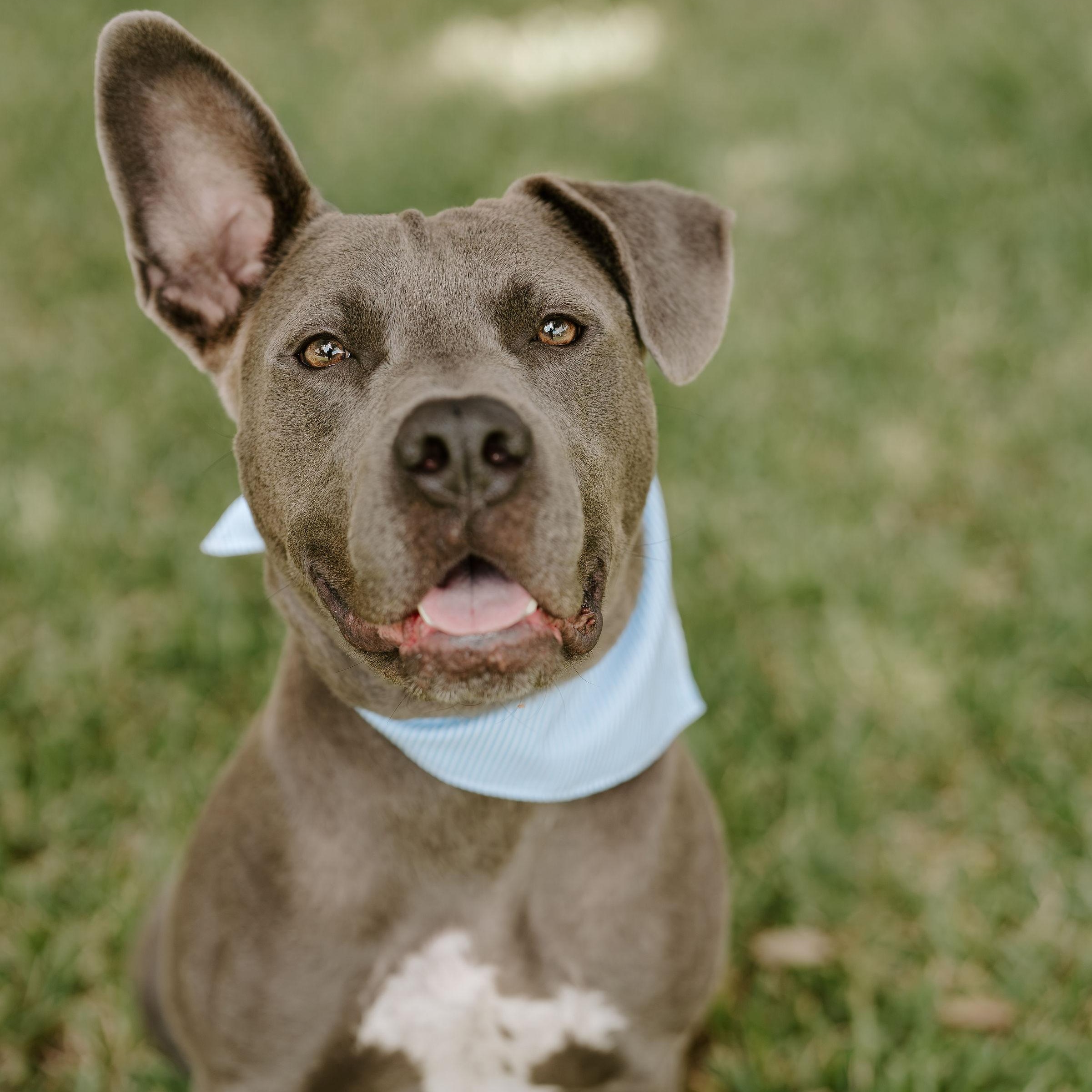 Sawyer, Adoptable, Adult Male Pit Bull Terrier & Mixed Breed.