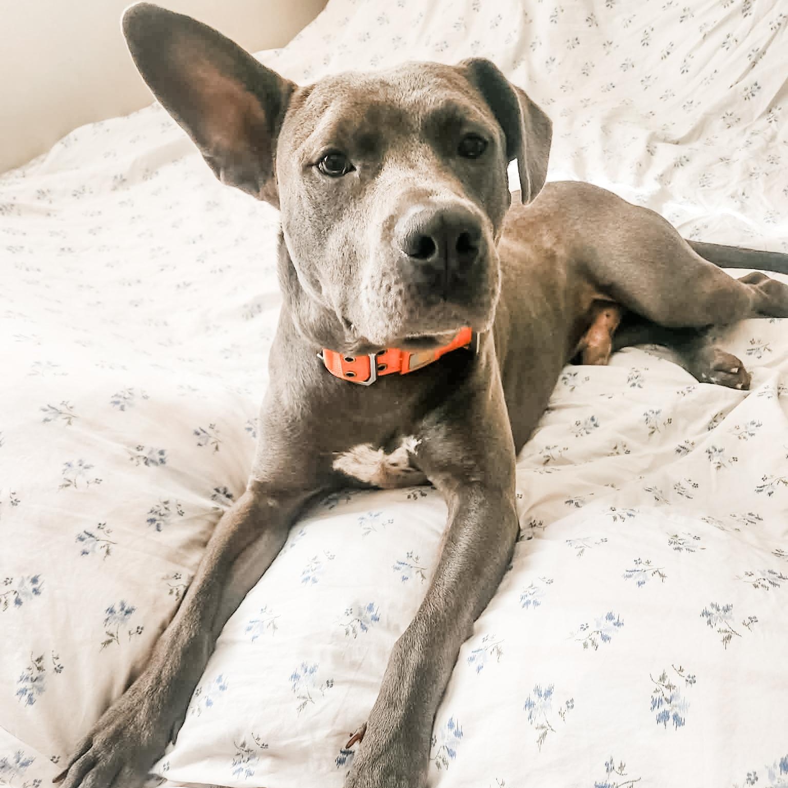 Enlarge Sawyer, a Adoptable mixed breed in North Vancouver, BC image 4/6