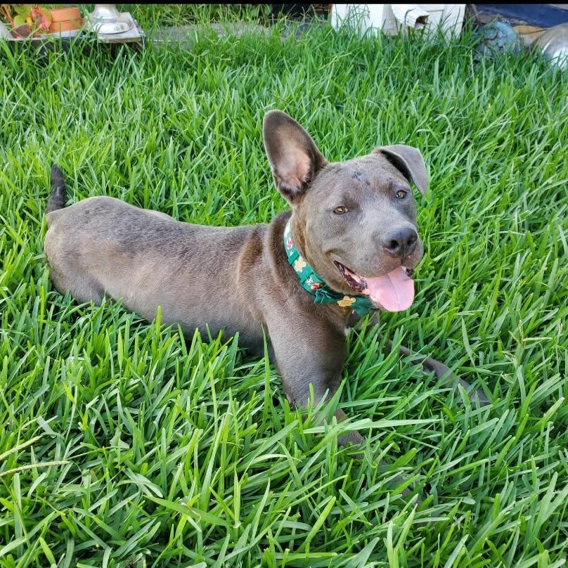 Enlarge Sawyer, a Adoptable mixed breed in North Vancouver, BC image 6/6