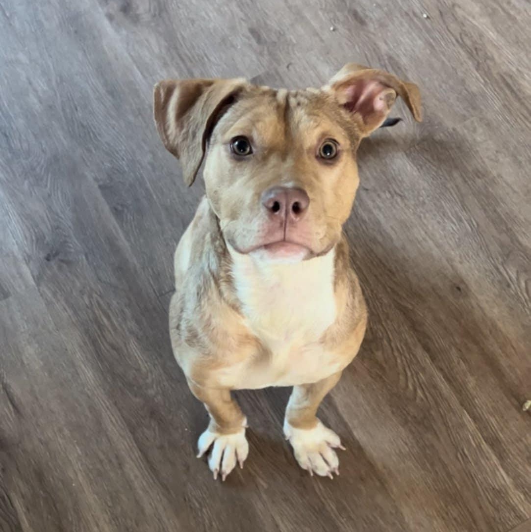 Chai, Adoptable, Young Female Beagle & Staffordshire Bull Terrier.