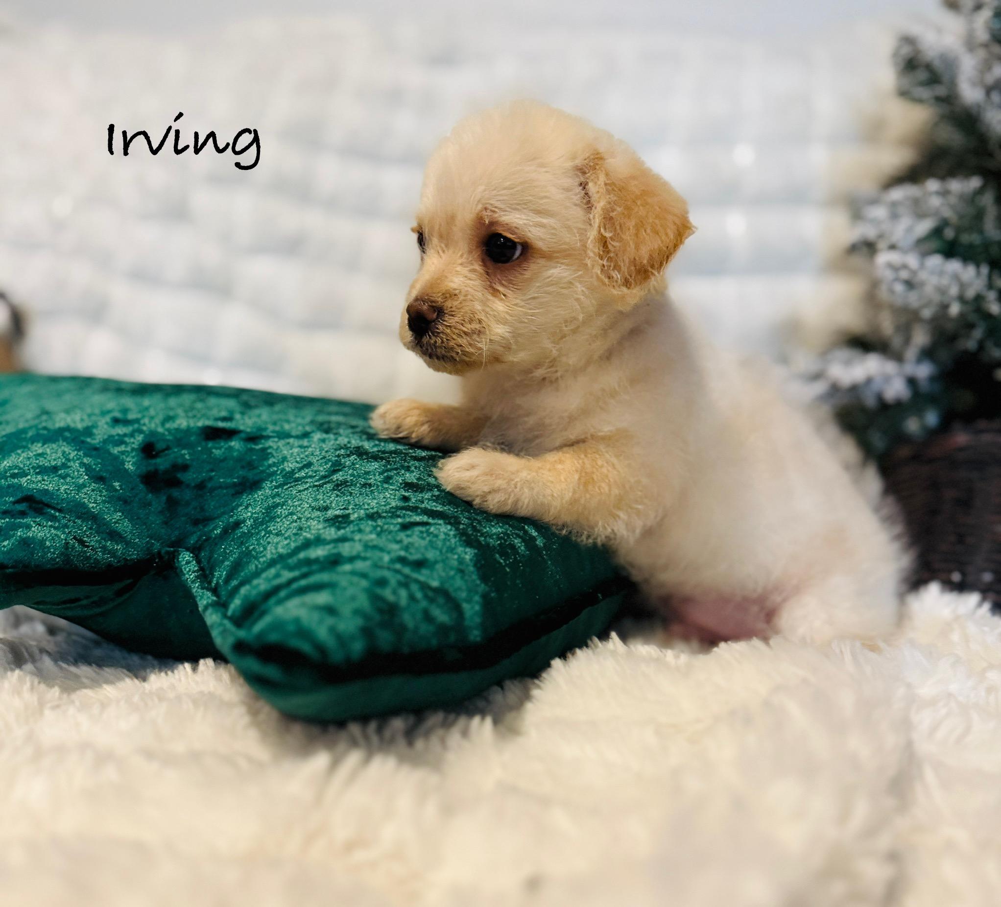 Irving, ADOPTABLE, Puppy Male Miniature Dachshund & Shih Tzu.