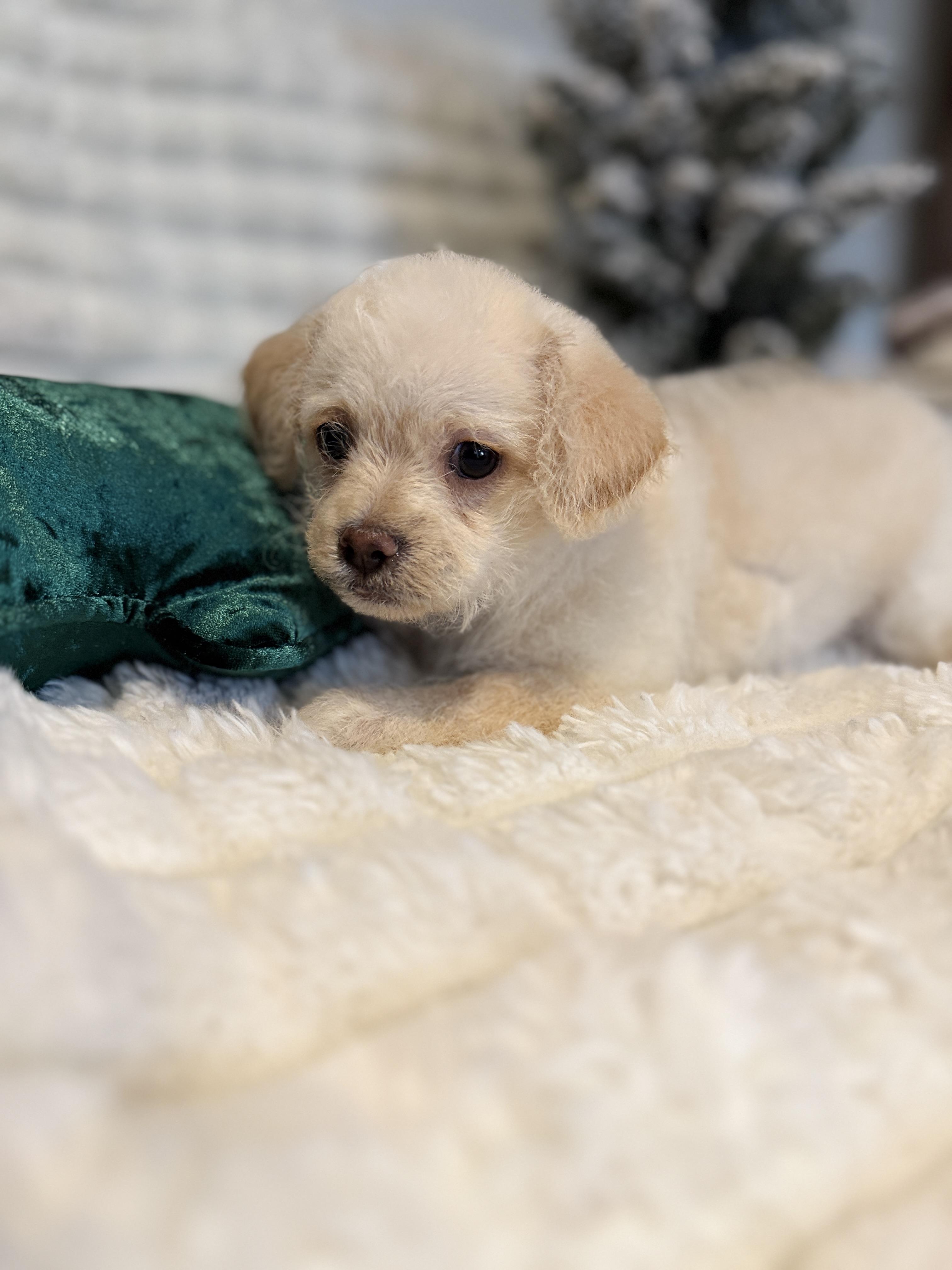 Enlarge Irving, a ADOPTABLE mixed breed in Hales corners, WI image 2/3