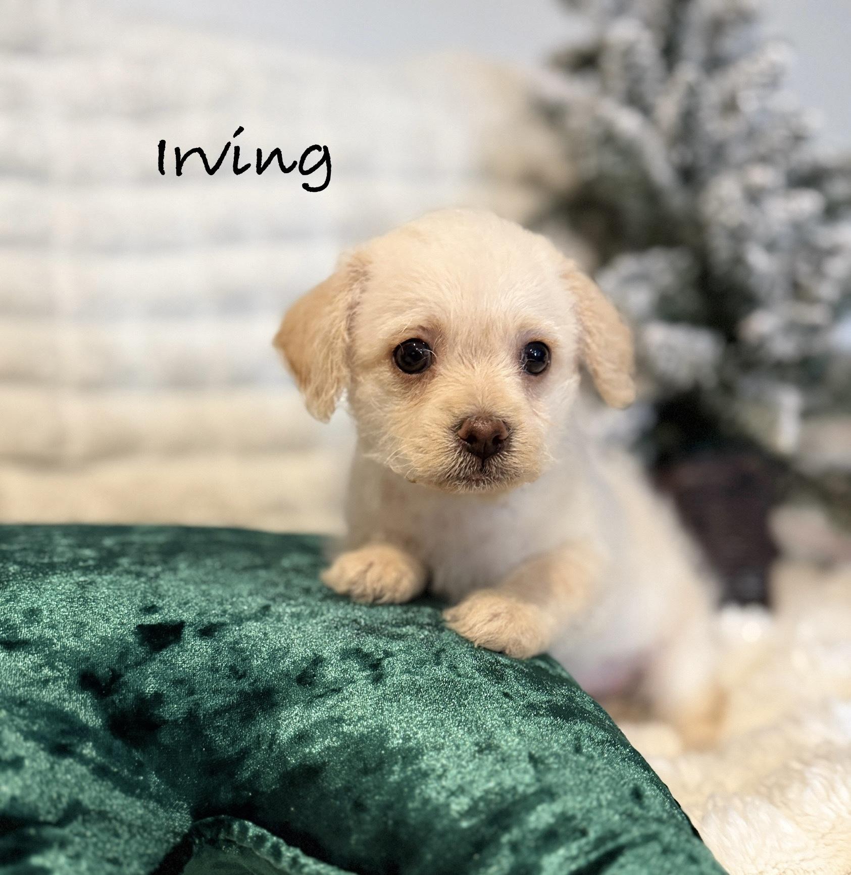 Enlarge Irving, a ADOPTABLE mixed breed in Hales corners, WI image 3/3