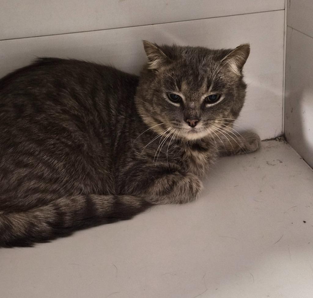 Zazzy, Adoptable, Young Male Domestic Short Hair.