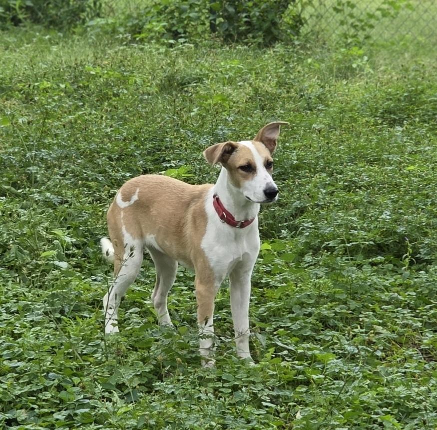 Enlarge Spindle, a Adoptable mixed breed in Lincoln, NE image 5/5