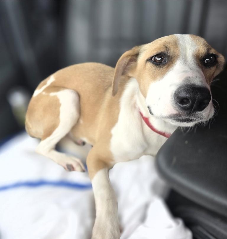 Enlarge Spindle, a Adoptable mixed breed in Lincoln, NE image 4/5