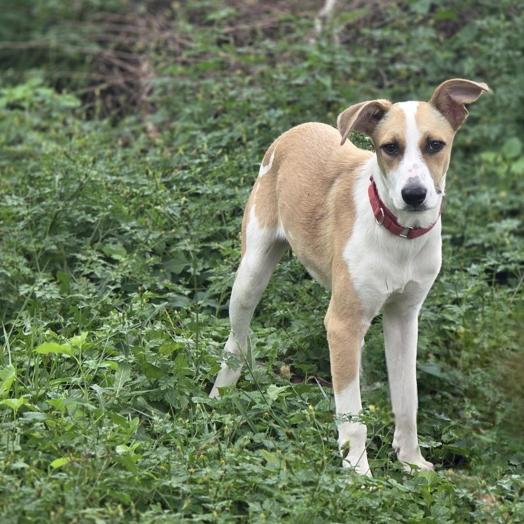 Enlarge Spindle, a Adoptable mixed breed in Lincoln, NE image 3/5