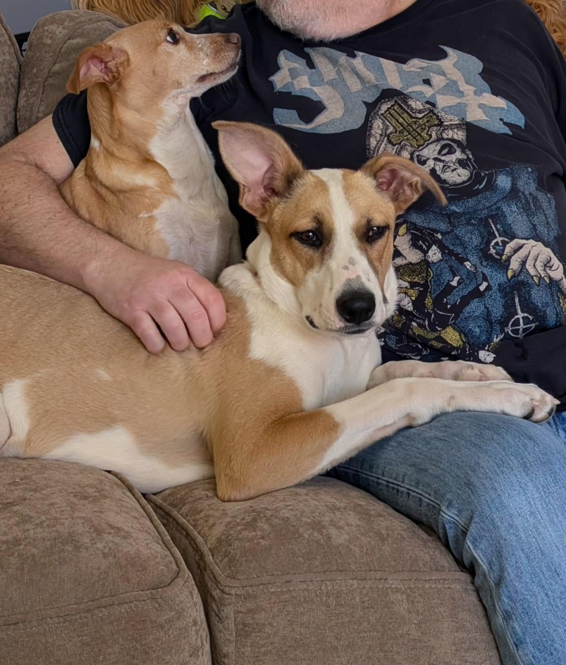 Enlarge Spindle, a Adoptable mixed breed in Lincoln, NE image 2/5