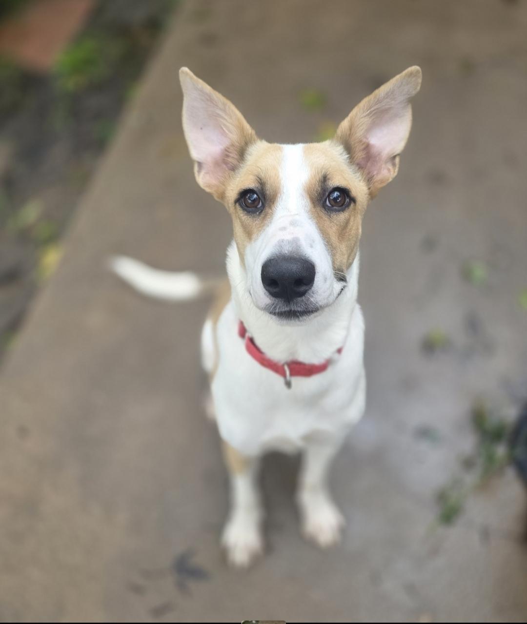 Enlarge Spindle, a Adoptable mixed breed in Lincoln, NE image 1/5