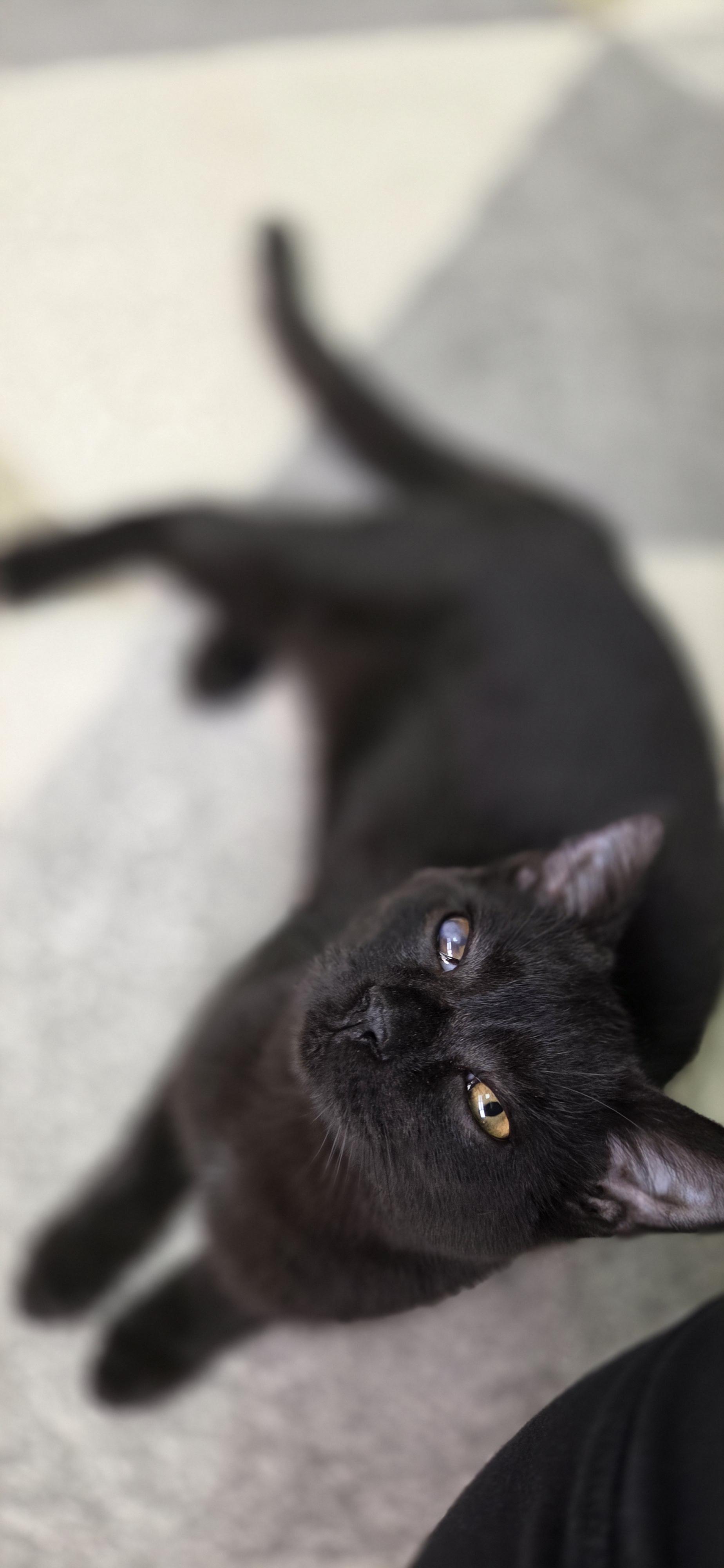 Sly, adoptable, Young Male Domestic Short Hair.