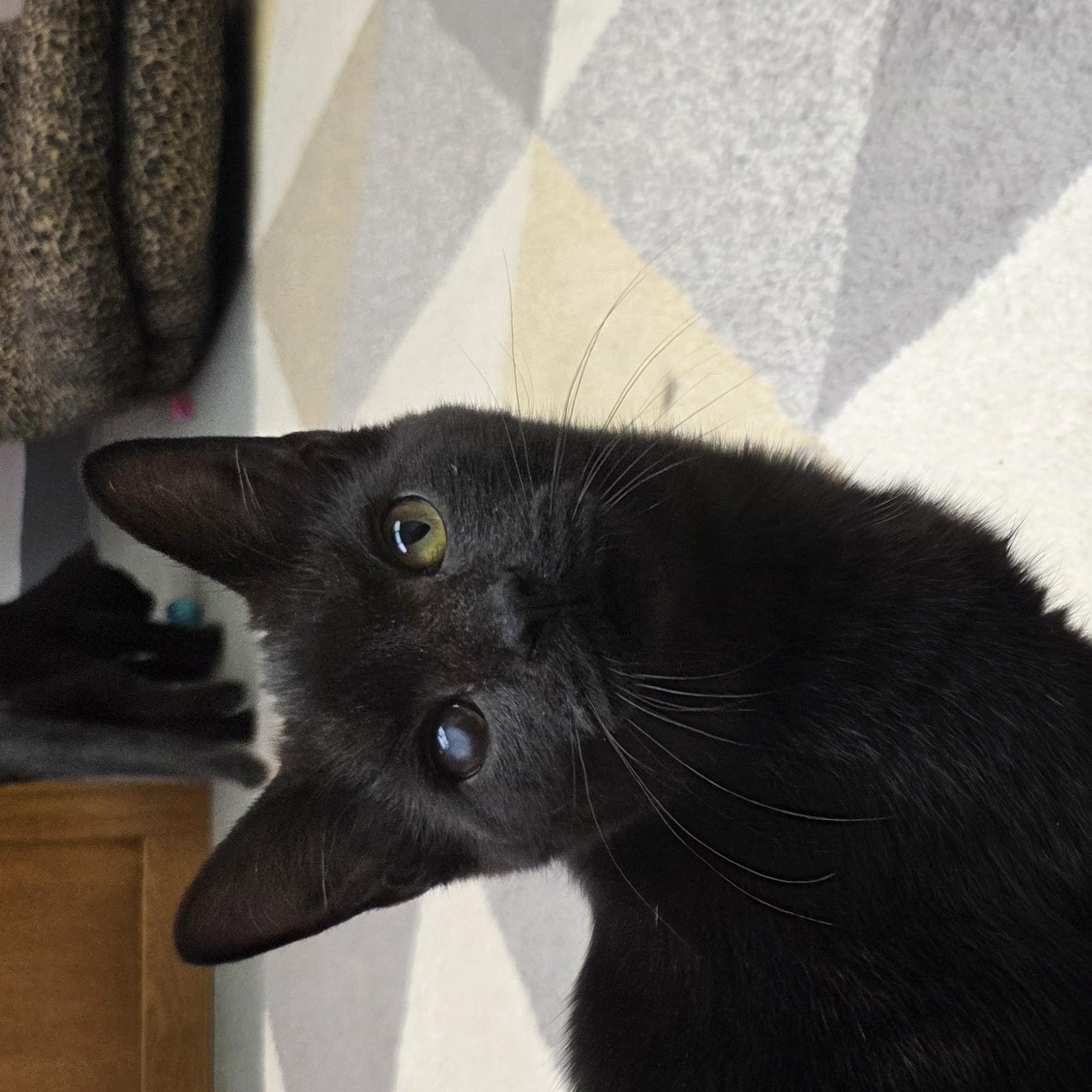 Enlarge Sly, an adopted Domestic Short Hair in Louisville, OH image 2/3