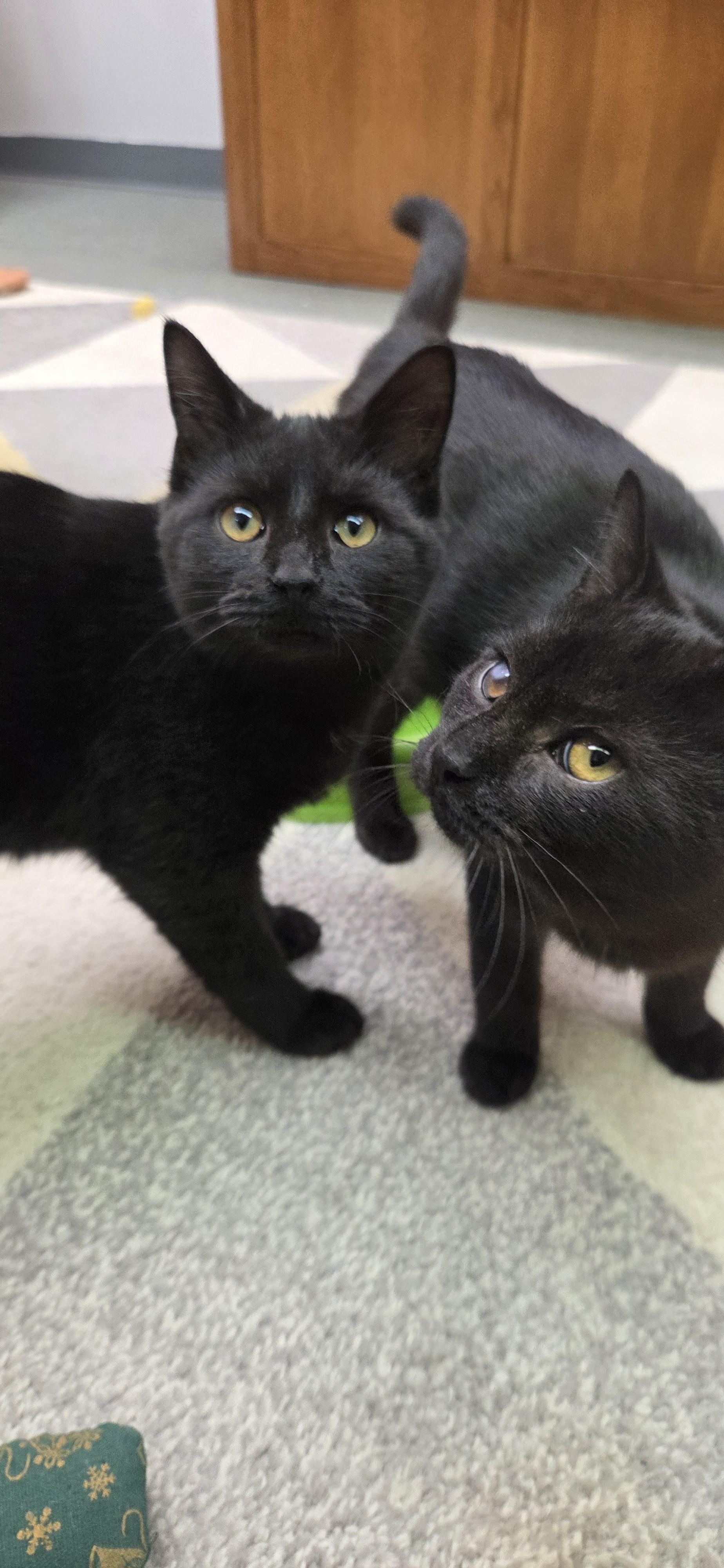 Enlarge Sly, an adopted Domestic Short Hair in Louisville, OH image 3/3