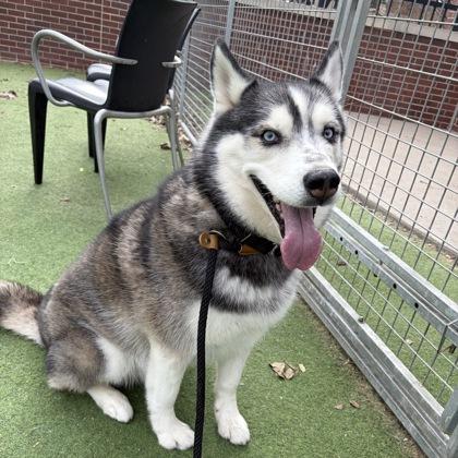 Rex, a Adoptable Husky in Farmers Branch, TX image 1/2