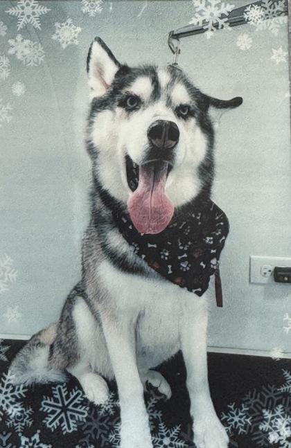 Rex, Adoptable, Young Male Husky.