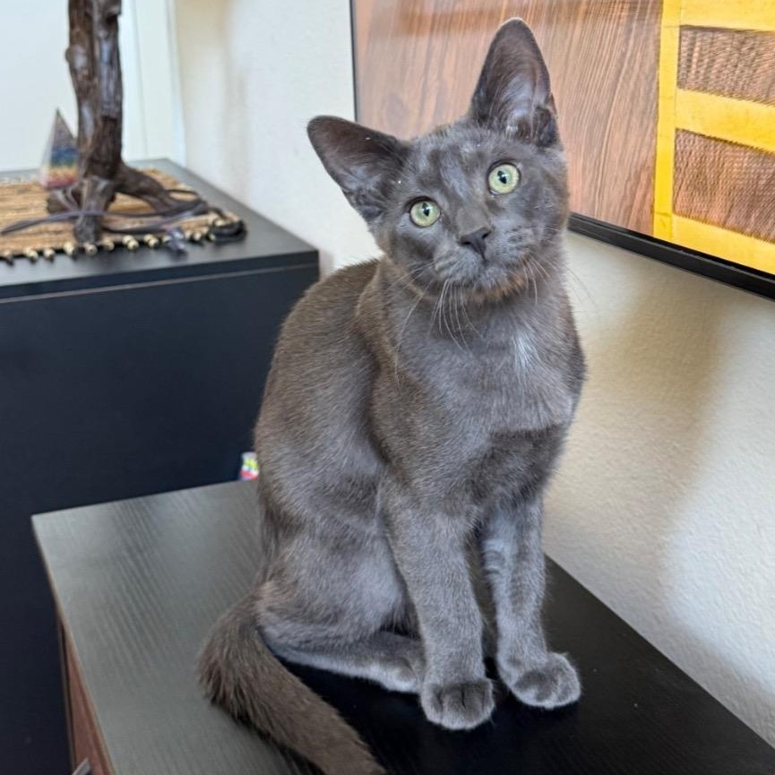Enlarge Rocky, an adopted American Shorthair in Studio City, CA image 1/1