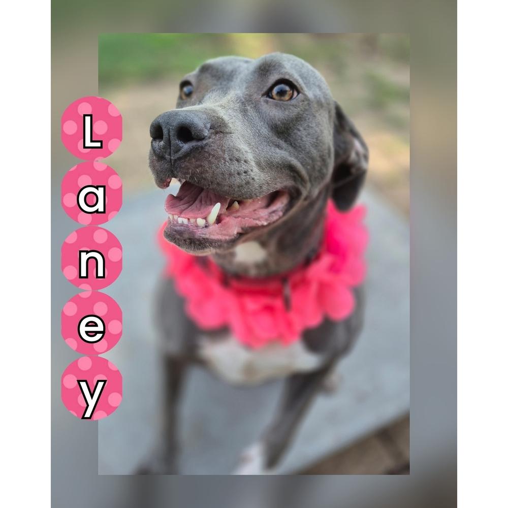 LANEY