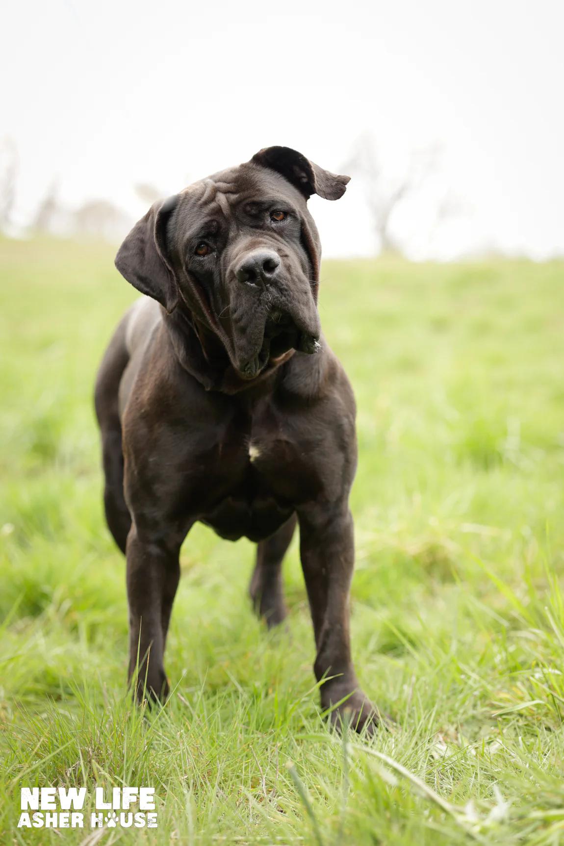 Enlarge Ruthie, a ADOPTABLE Boerboel in Portland, OR image 2/2